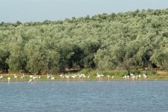 Caminos-de-naturaleza-Lucena