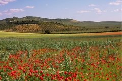 Caminos-de-naturaleza-Puente-Genil