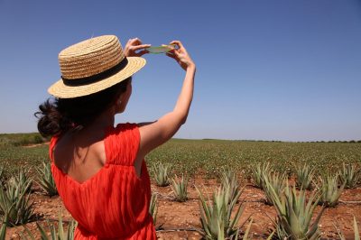 Las Coronas, Aloe Vera