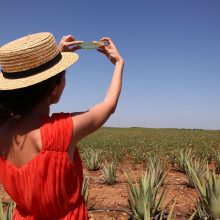 Las Coronas, Aloe Vera