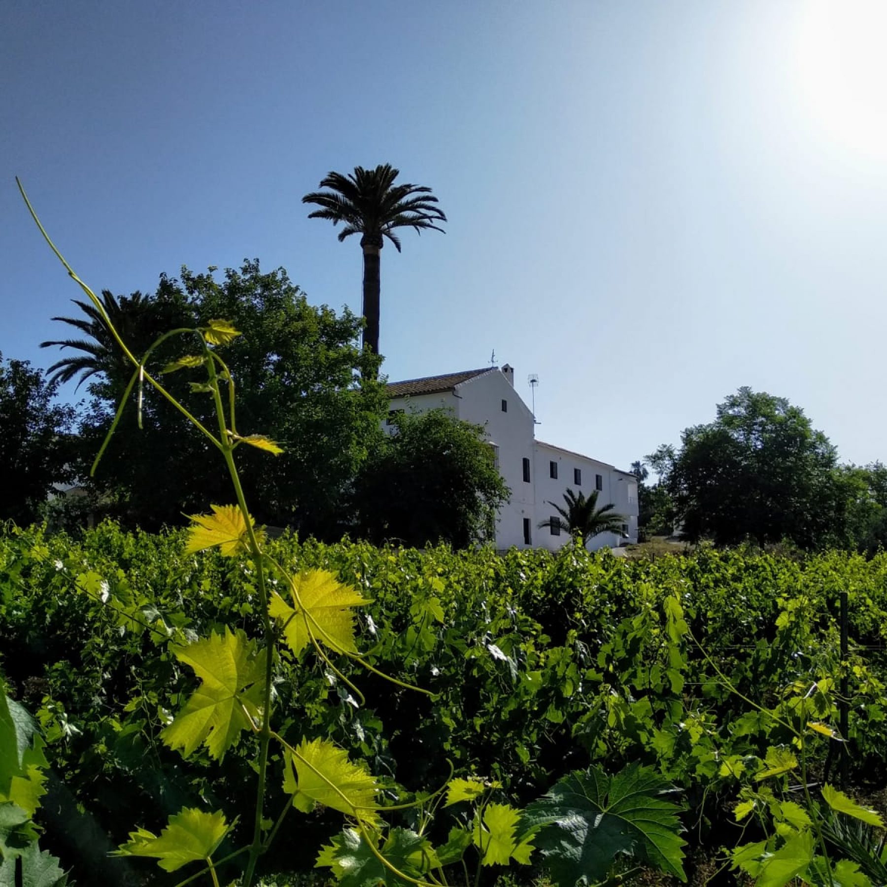 Visita a finca de olivares y viñedos Nava de Silpia, Lucena