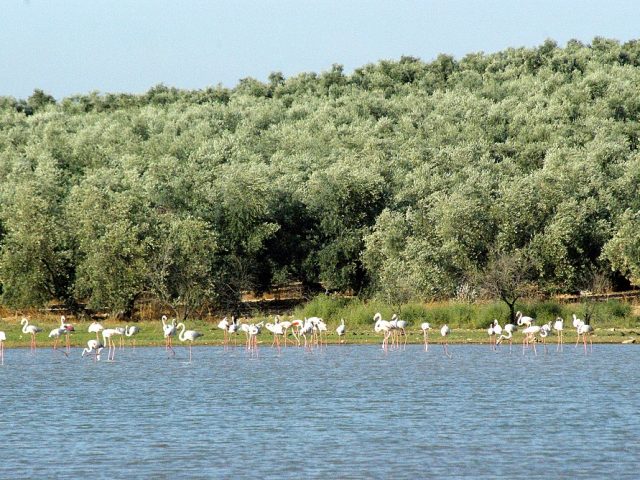 Naturschutzgebiet Laguna de los Jarales