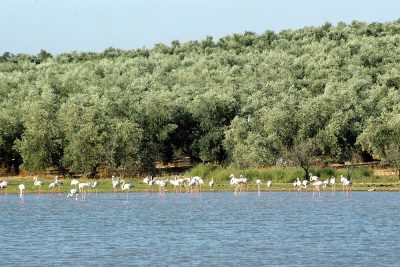 Réserve naturelle Laguna de los Jarales