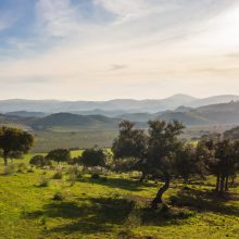 Sentiers homologués d’Osuna