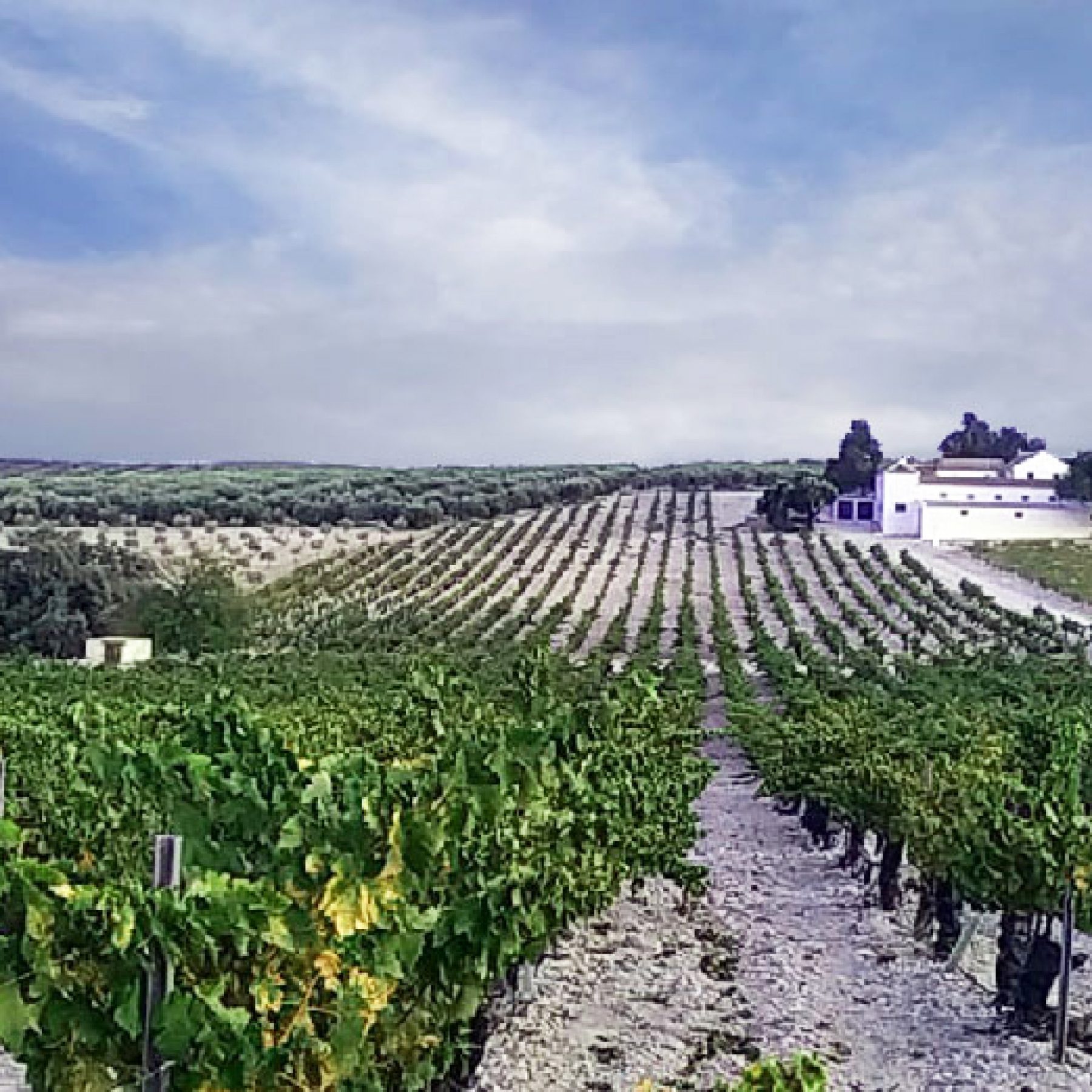 Visit to the winery Lagar de los Frailes, Puente Genil