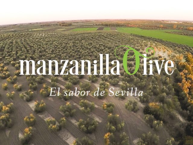Grupo Manzanilla Olive