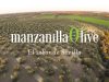 Oliven Grupo Manzanilla Olive