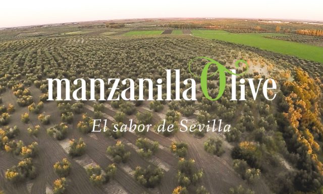 Oliven Grupo Manzanilla Olive