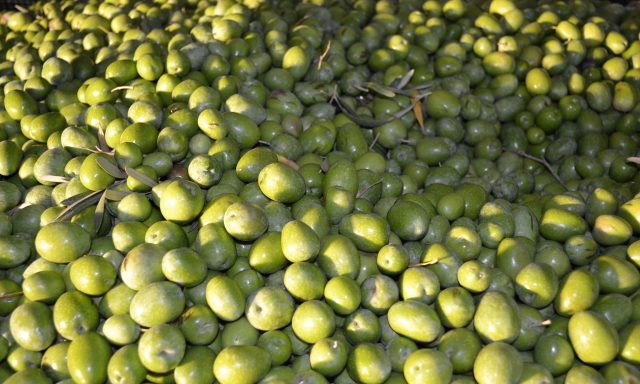 Olivareros de Utrera (olive growers)