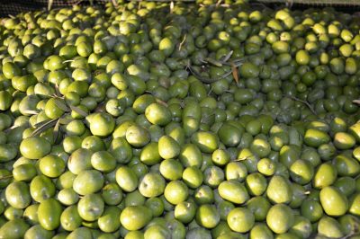 Olivareros de Utrera (olive growers)
